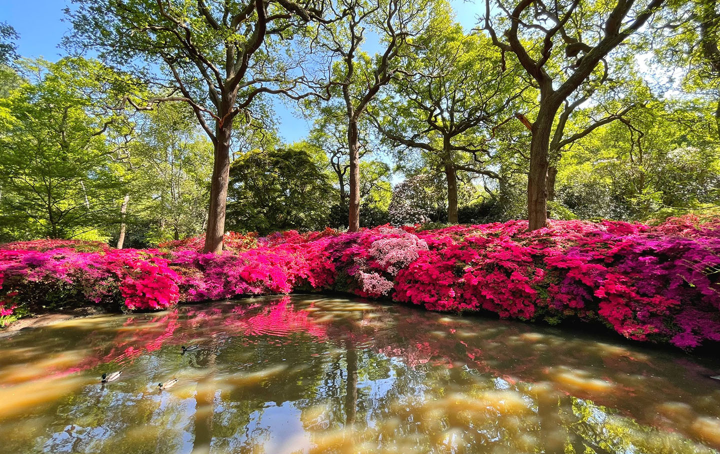 Bright pink azaleas reflect in a pond 