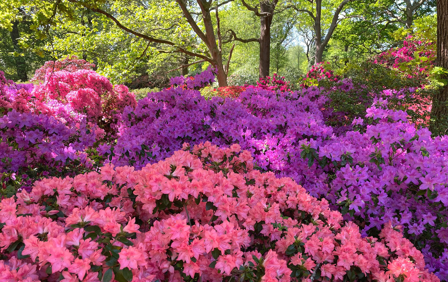 Vibrant azaleas brighten up Isabella Plantation each spring