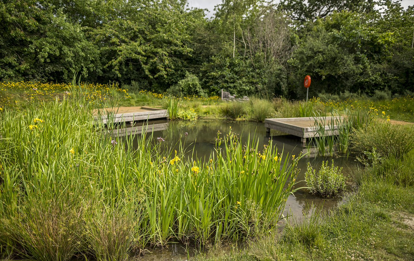 Nature pond at the Learning Centre