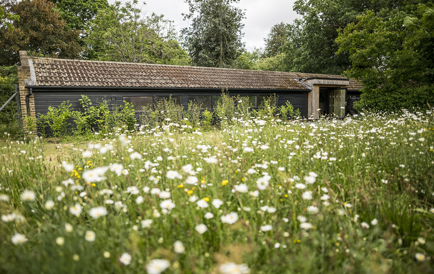 Wildflower meadow by the Greenwich Park learning centre