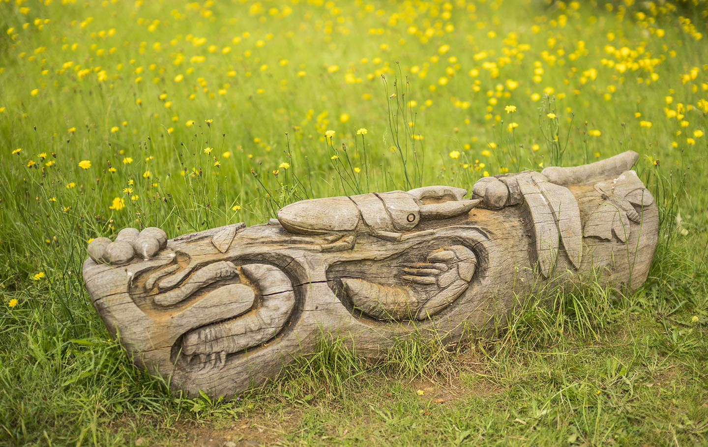 A beautifully carved log lying among yellow wildflowers