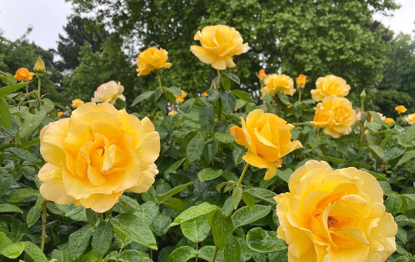 Yellow roses in full bloom