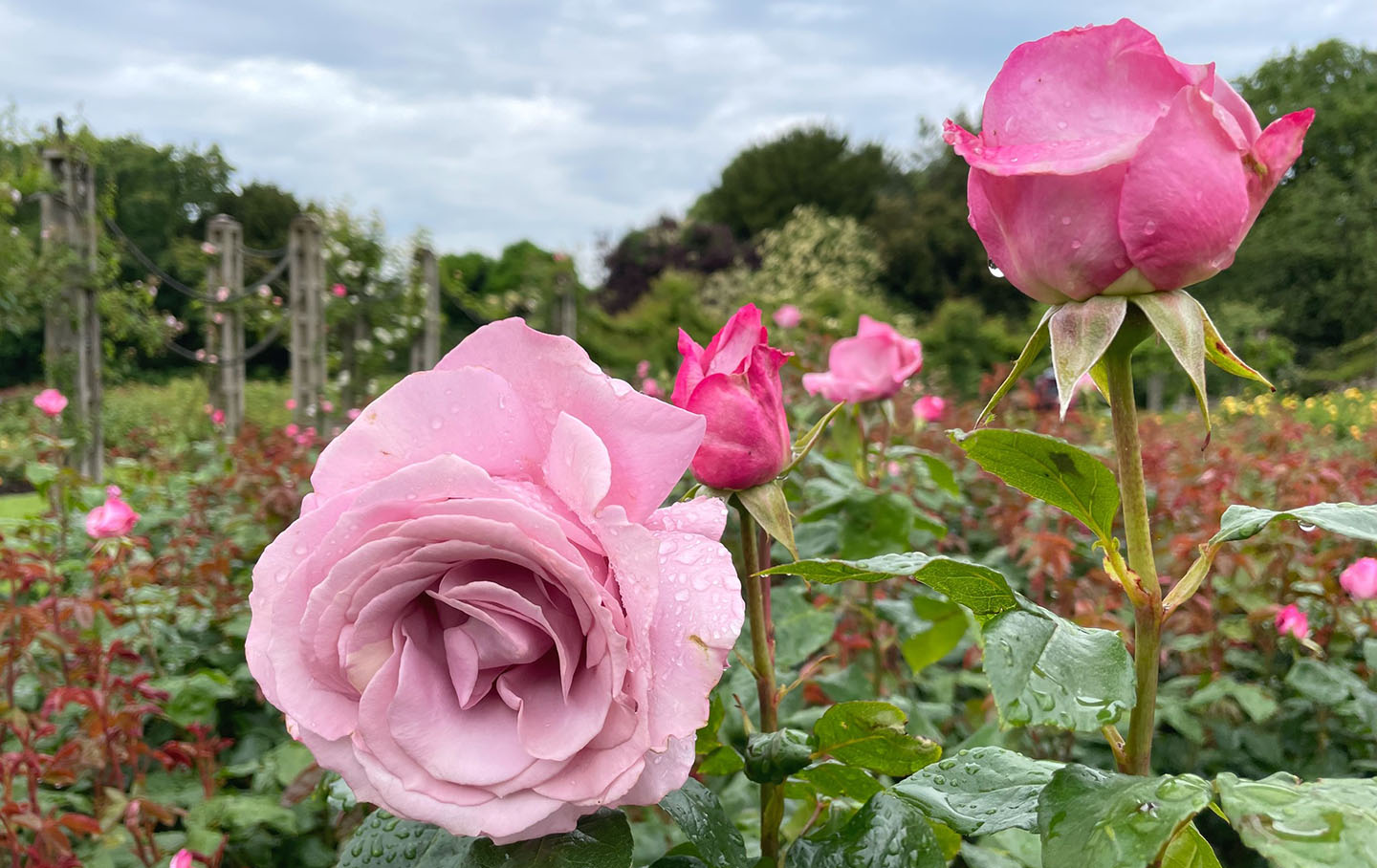 Pink roses brighten the garden