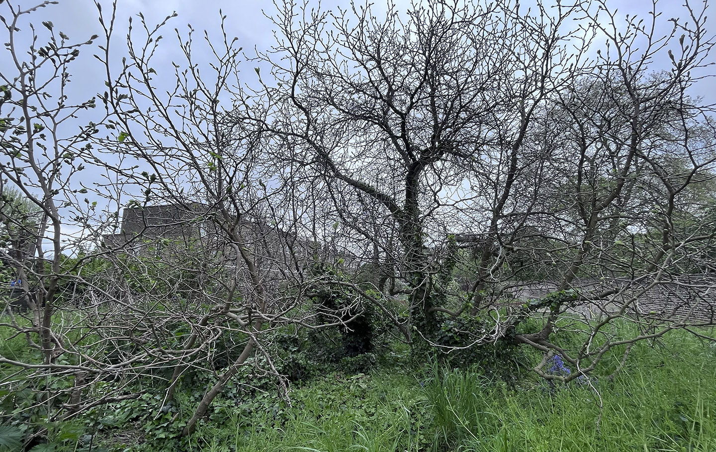 A mulberry tree