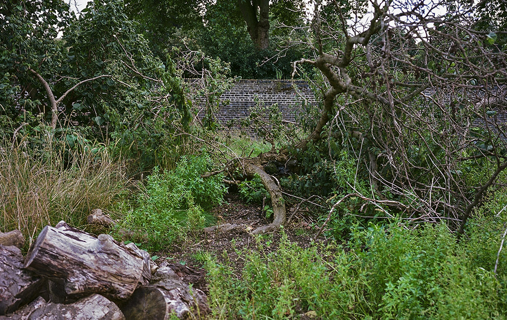 The mulberry tree in the Queen’s Orchard