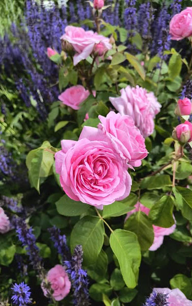 Pink roses