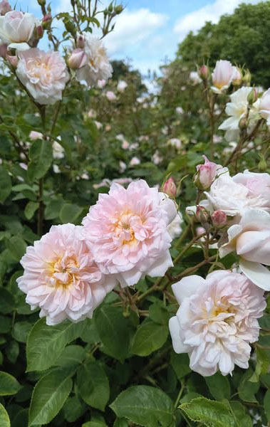 Pale pink roses