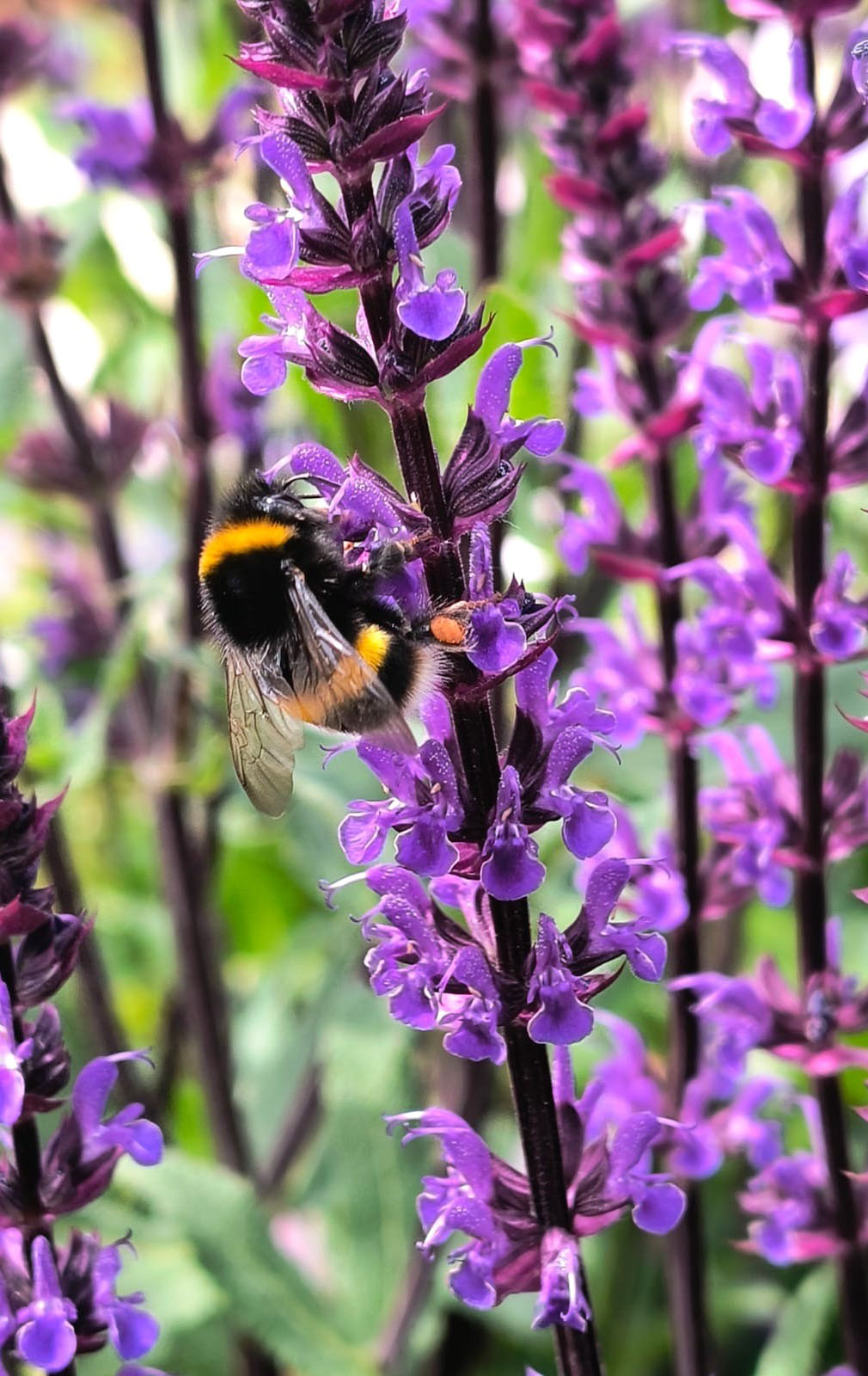 A bee on a purple flower