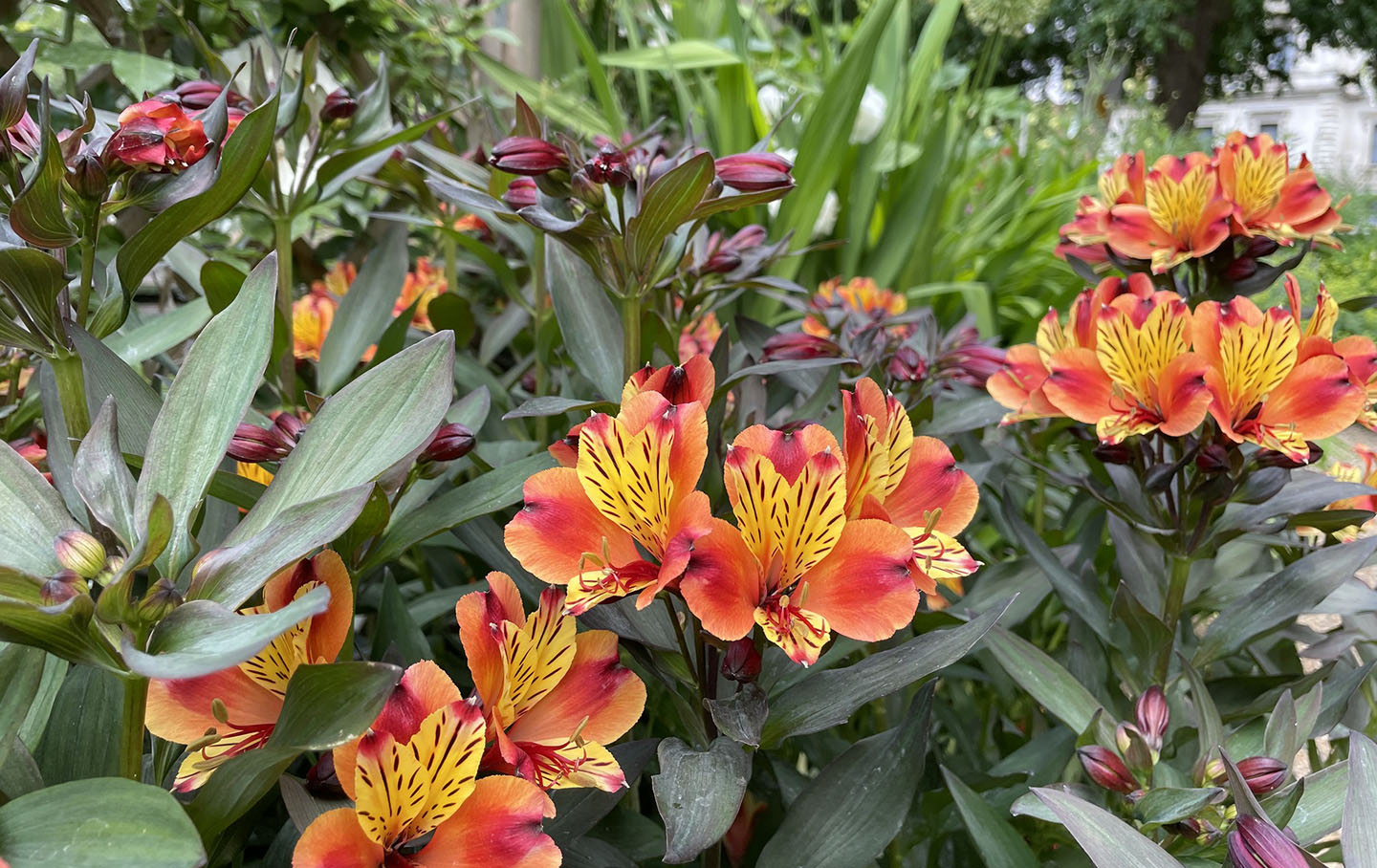 Peruvian lilies (Alstroemeria)