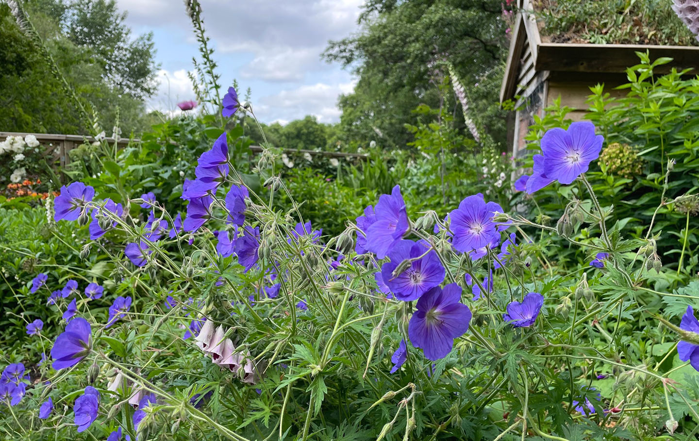 Cranesbill Geraniums