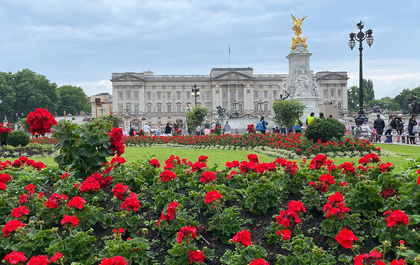 Vibrant red geraniums in the flower beds opposite Buckingham Palace