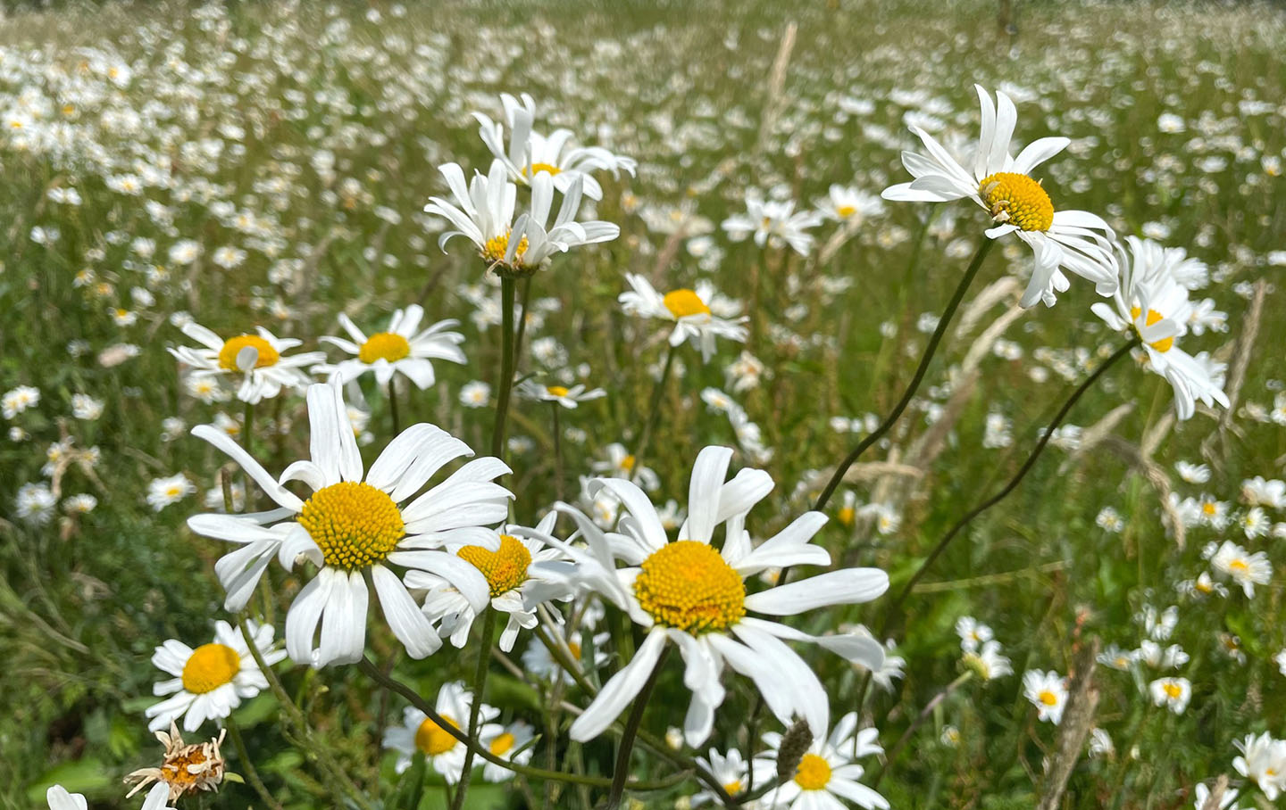 Oxeye daisies (Leucanthemum vulgare)