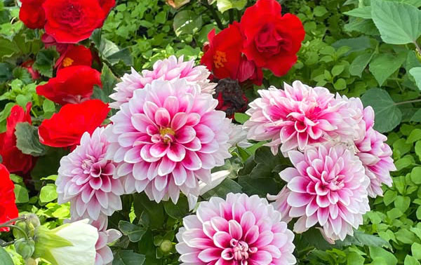 Pink and white dahlias and red roses