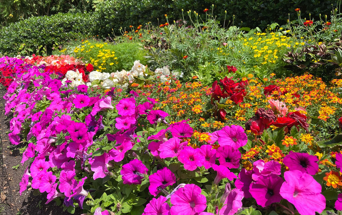 Colourful summer flowerbeds