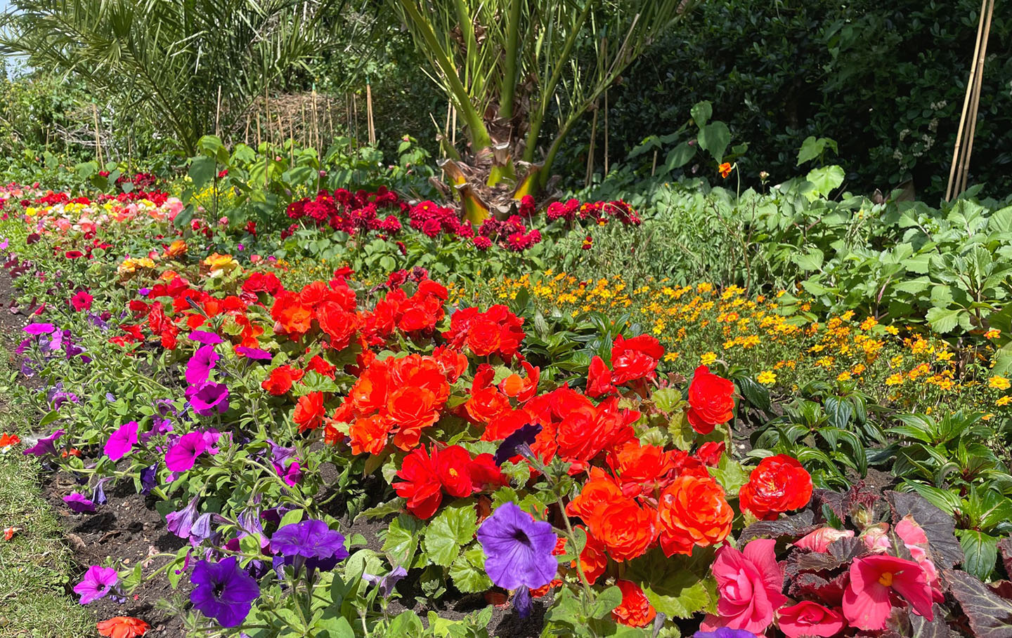 Colourful summer flowerbeds