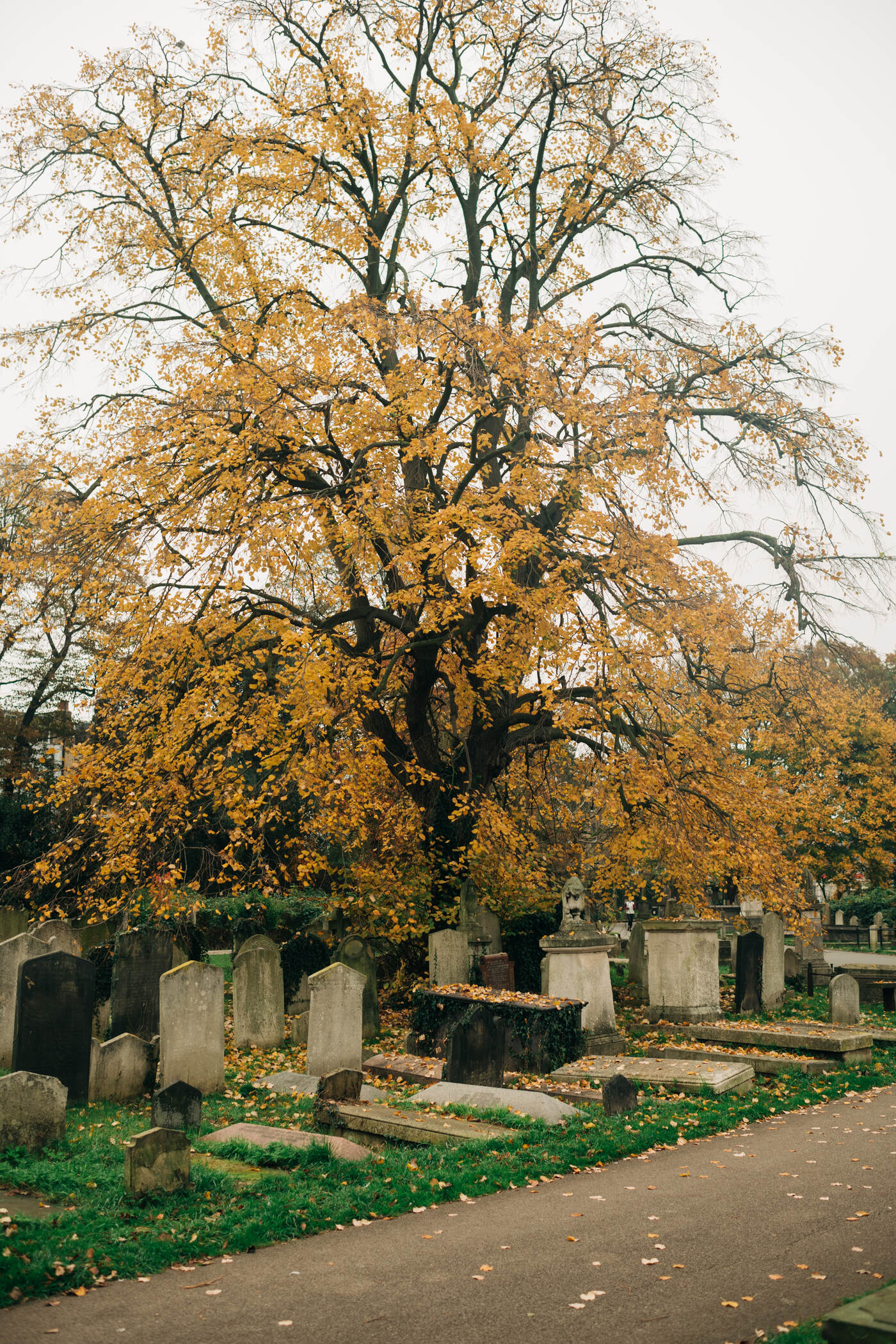 Weeping Silver Lime Tree in Brompton Cemetery