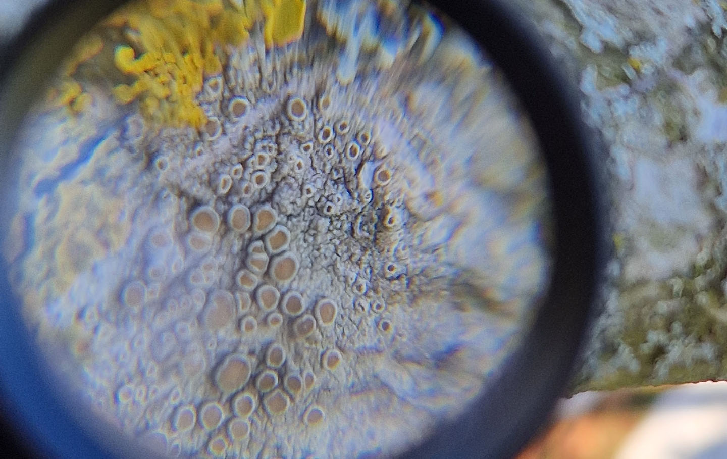 Tree lichen viewed under a lens