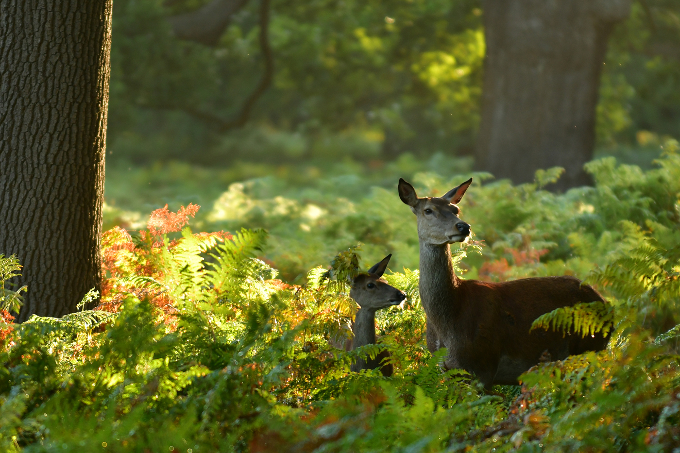 Deer in Richmond Park