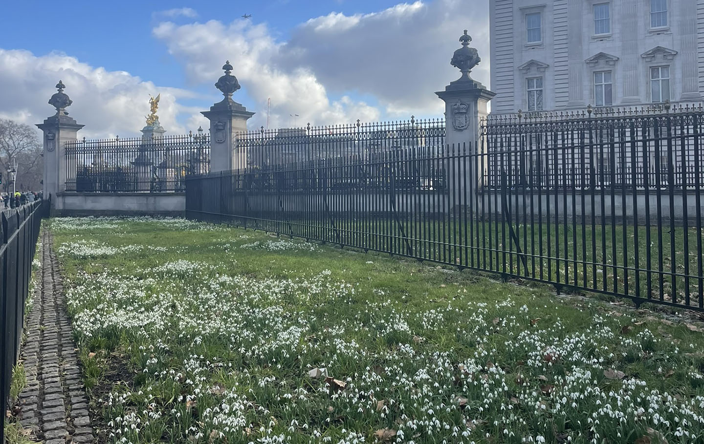 Snowdrops along Constitution Hill, with Buckingham Palace and the Queen Victoria Memorial in the background