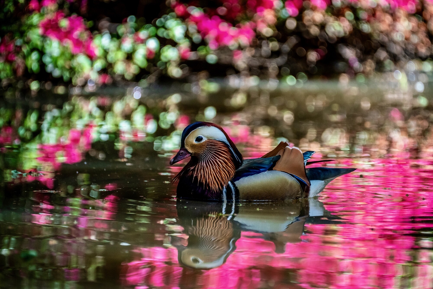 Duck swimming on a pond in Richmond Park in spring