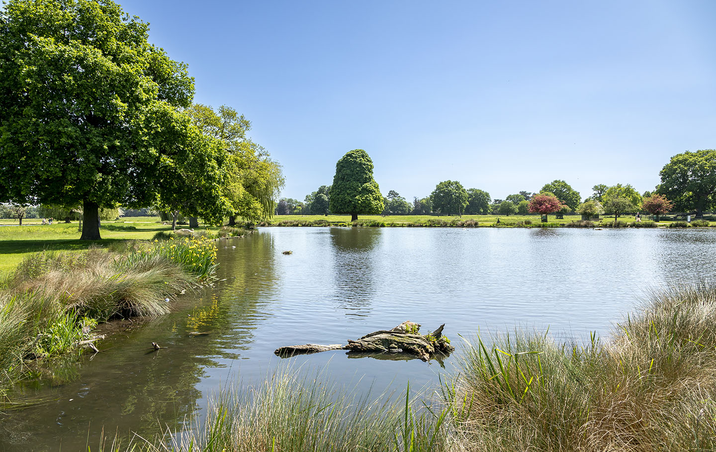 Heron Pond in the sunshine