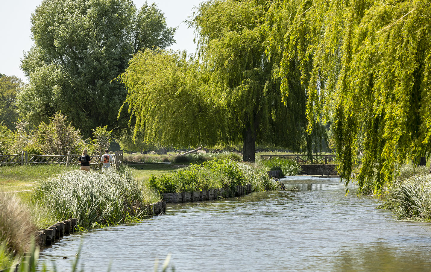Leg of Mutton Pond in early summer