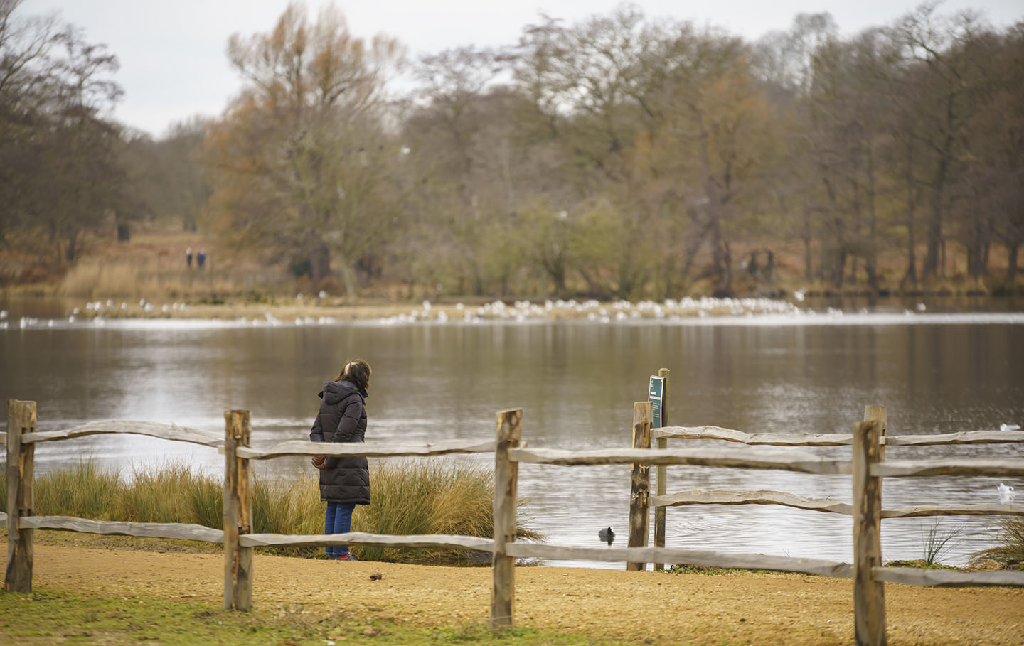 A walker at Pen Ponds