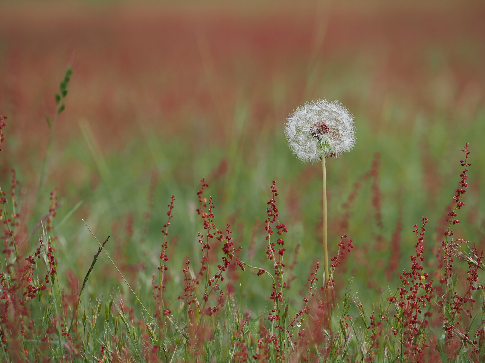 Meadow with red seeds of Sorrel and Dandelion seed head