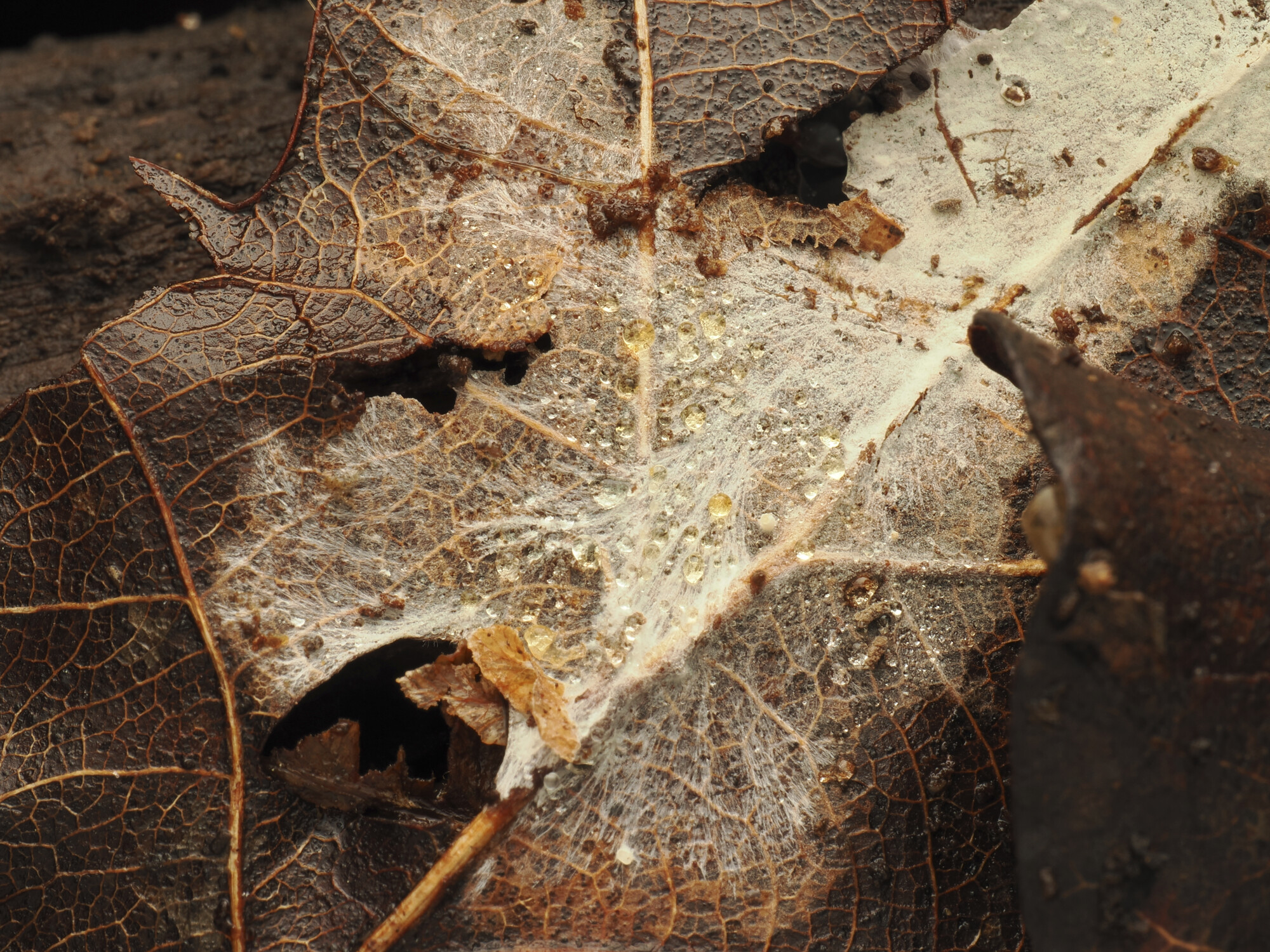 Fungi mycelium on rotting leaf on the ground