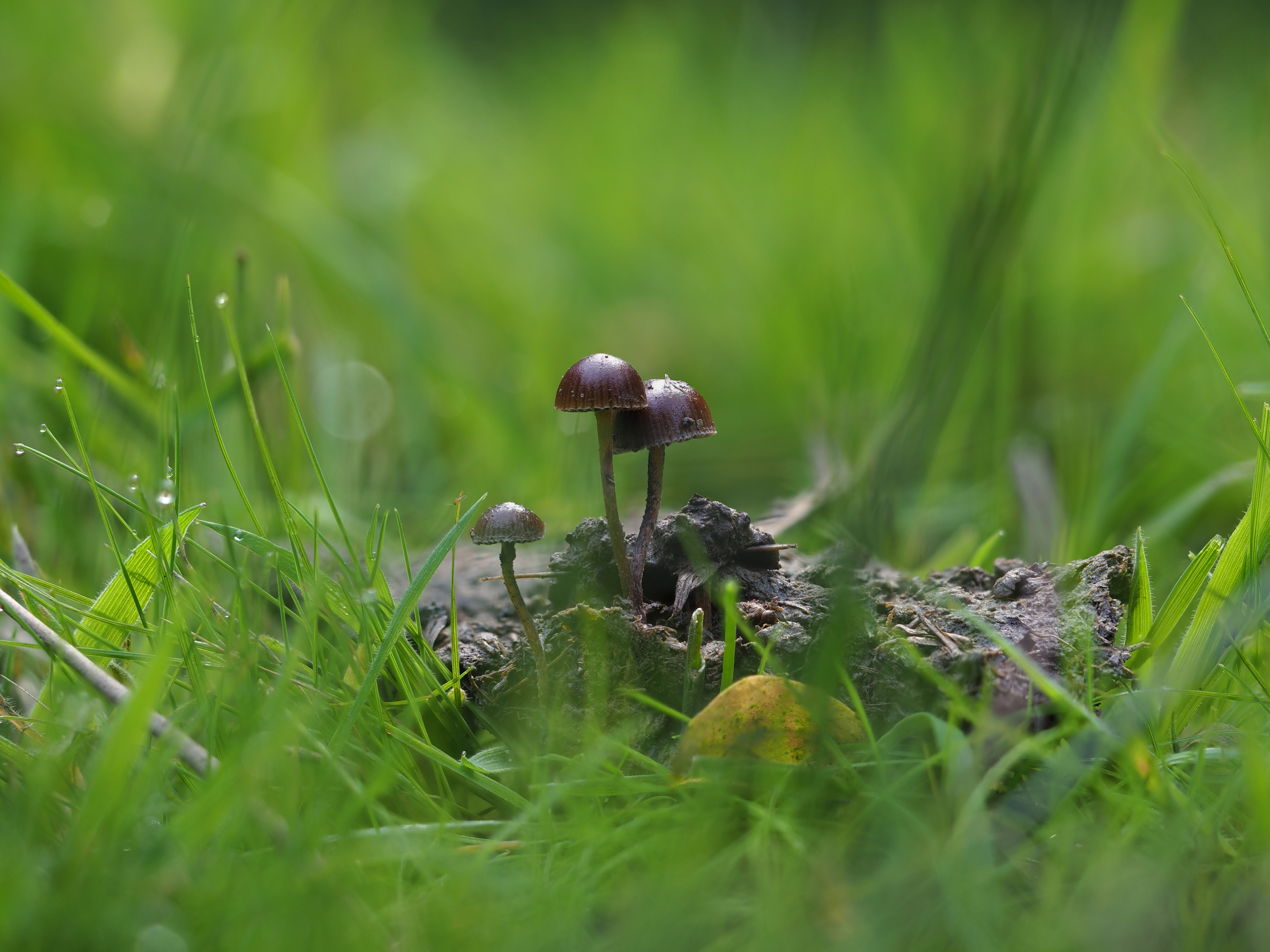 Deconica dung-loving fungi in a meadow
