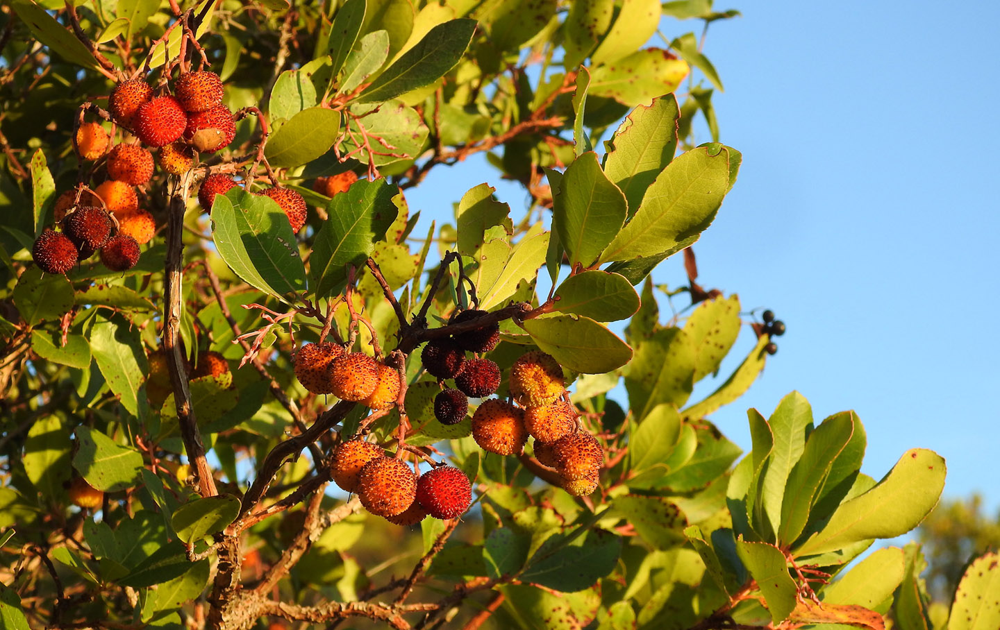 Arbutus unedo (strawberry tree)