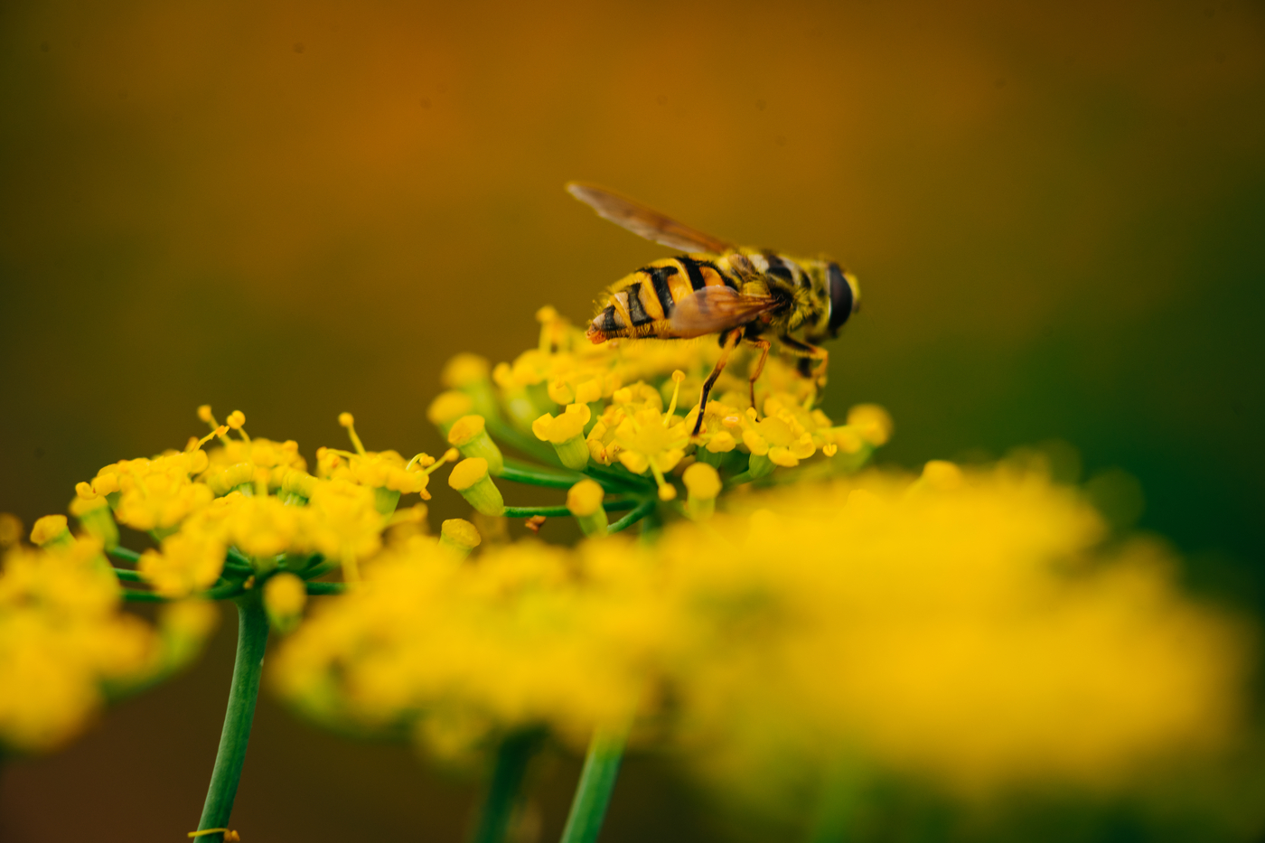 Bee pollinating flowers in Kensington Gardens