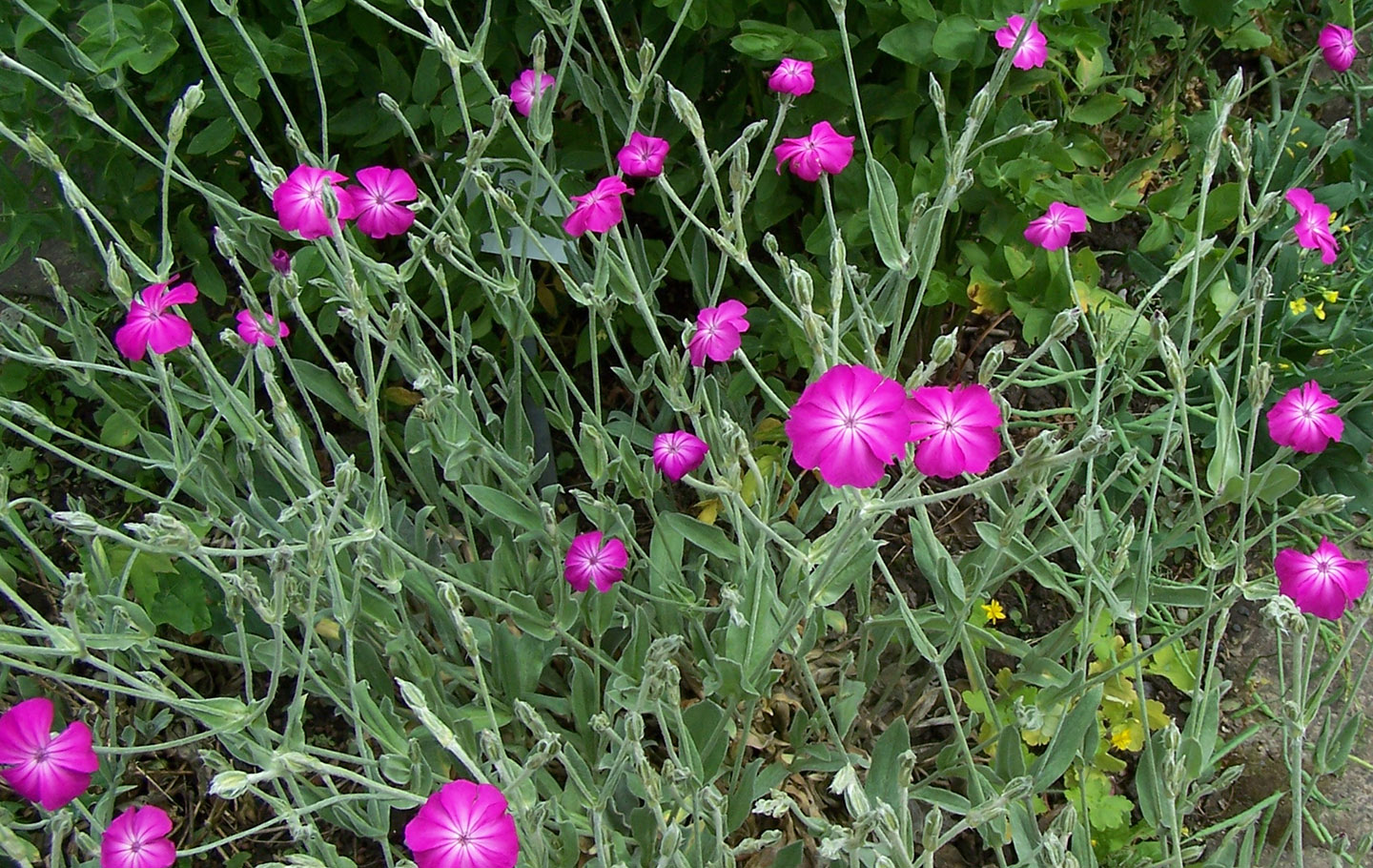 Lychnis coronaria (rose campion)