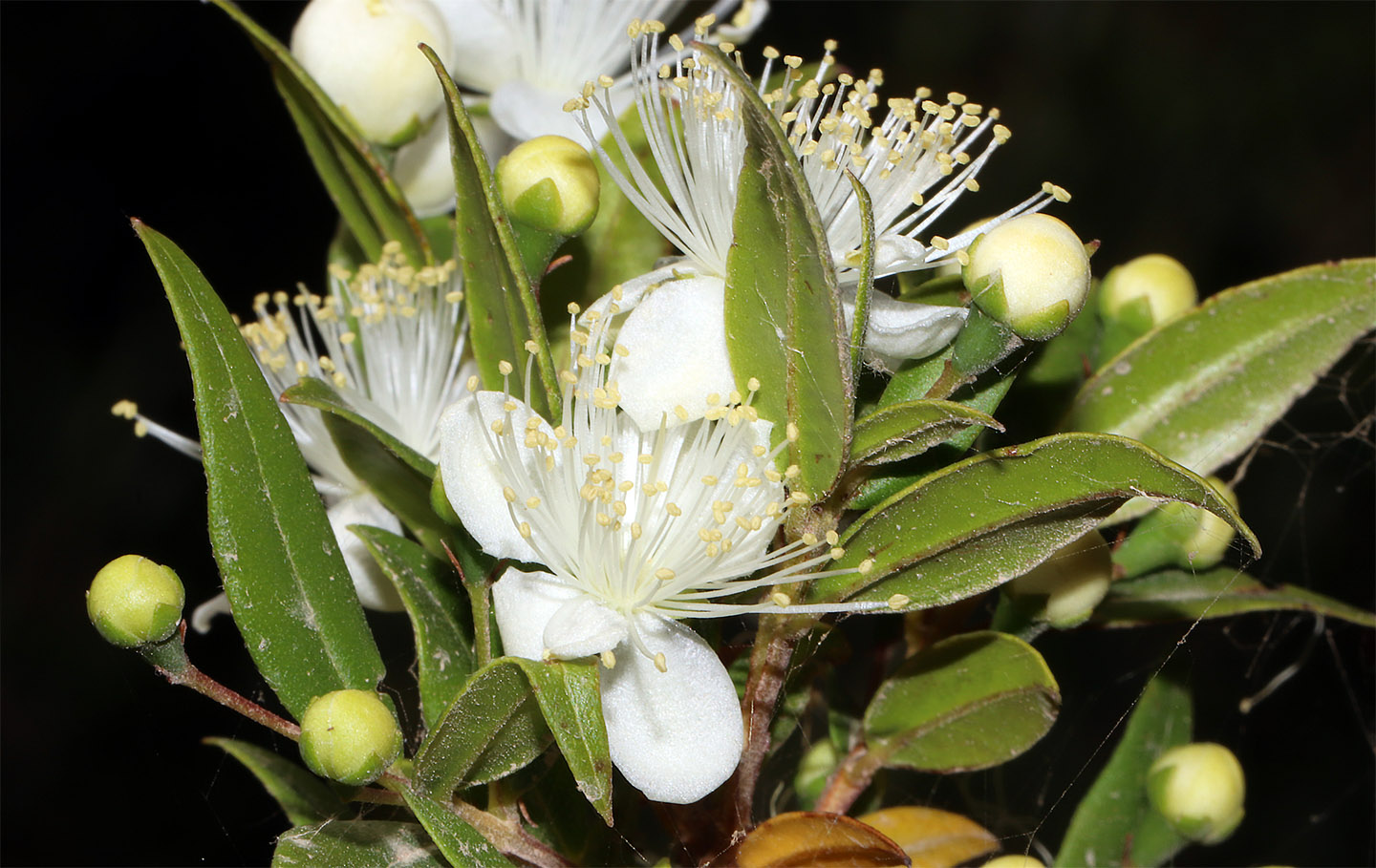 Close-up of Myrtus communis (common myrtle) flower