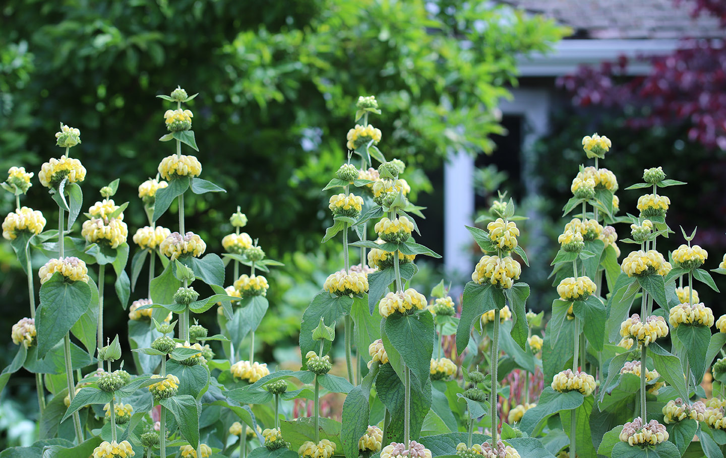 Phlomis russeliana (Turkish sage)