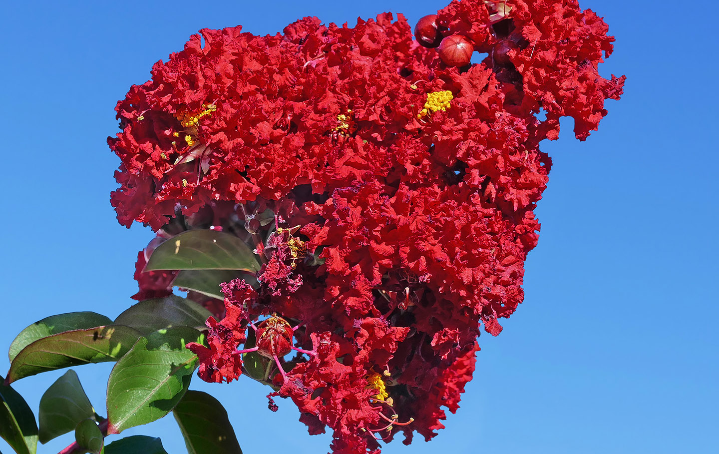 Lagerstroemia indica (crape myrtle)