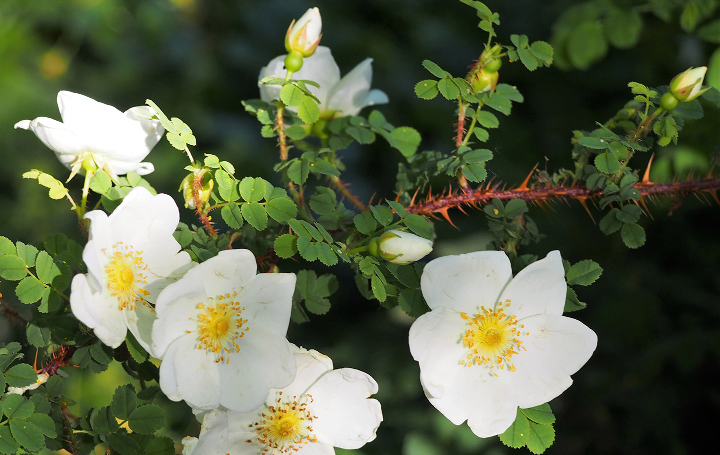 Rosa Pimpinellifolia (Scotch rose)