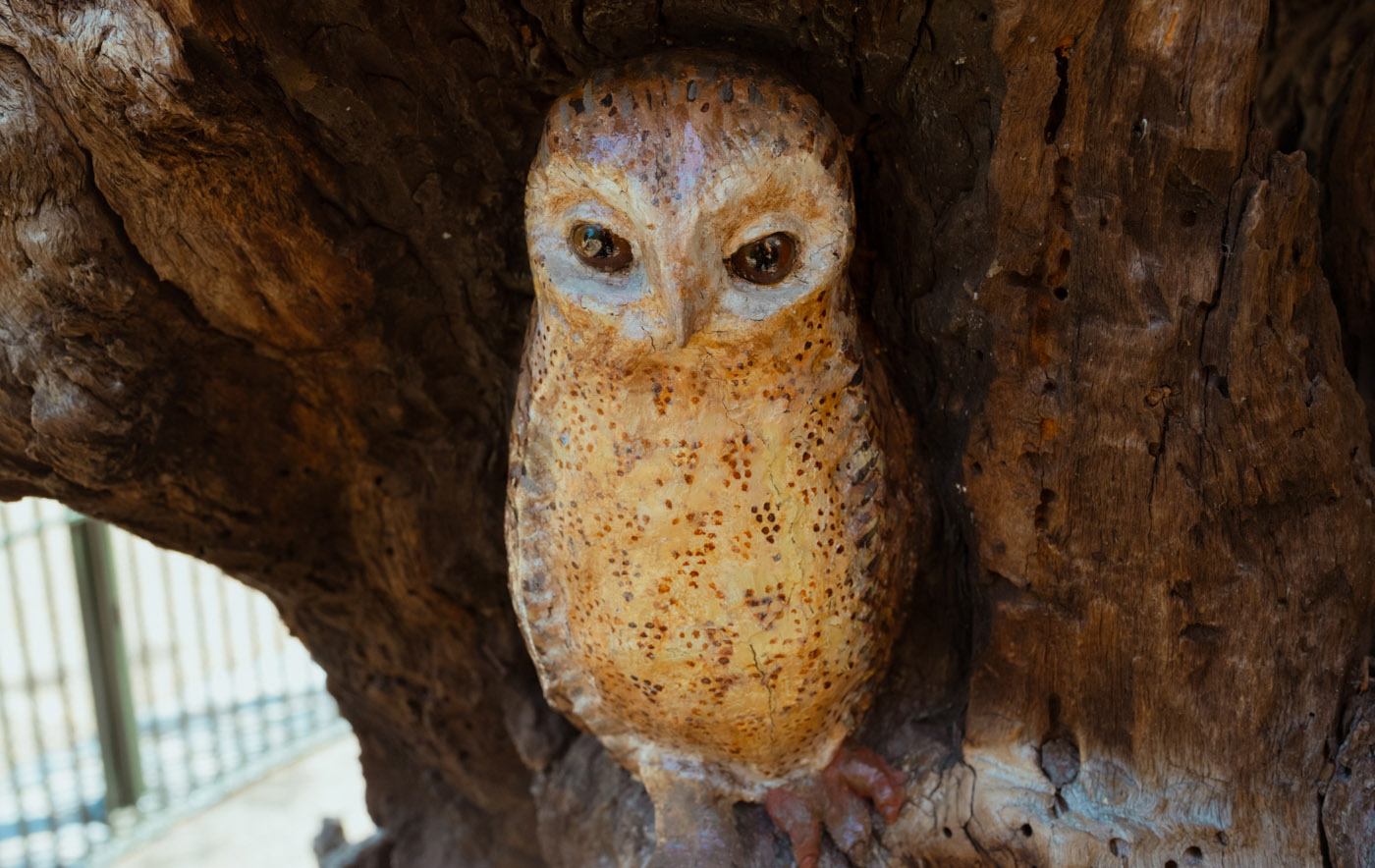 The restored owl