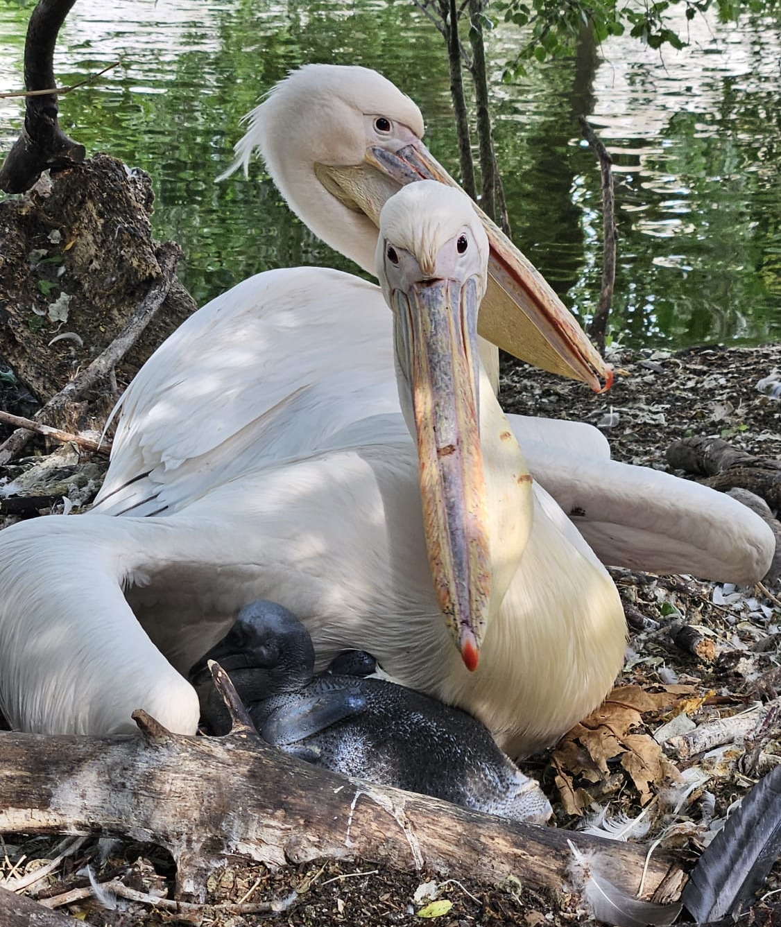 Pelican parents nesting with chicks