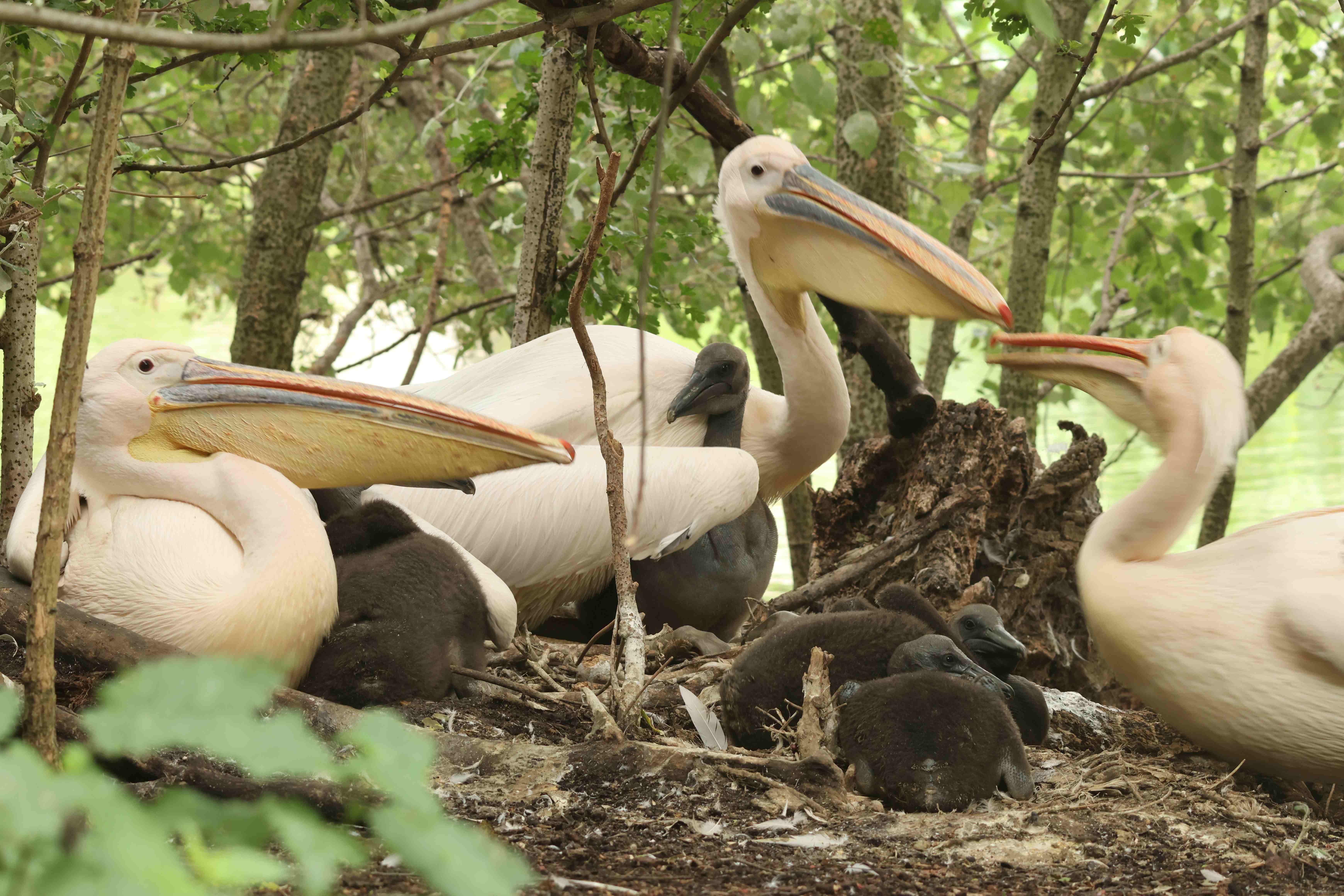 Pelican nesting with their chicks