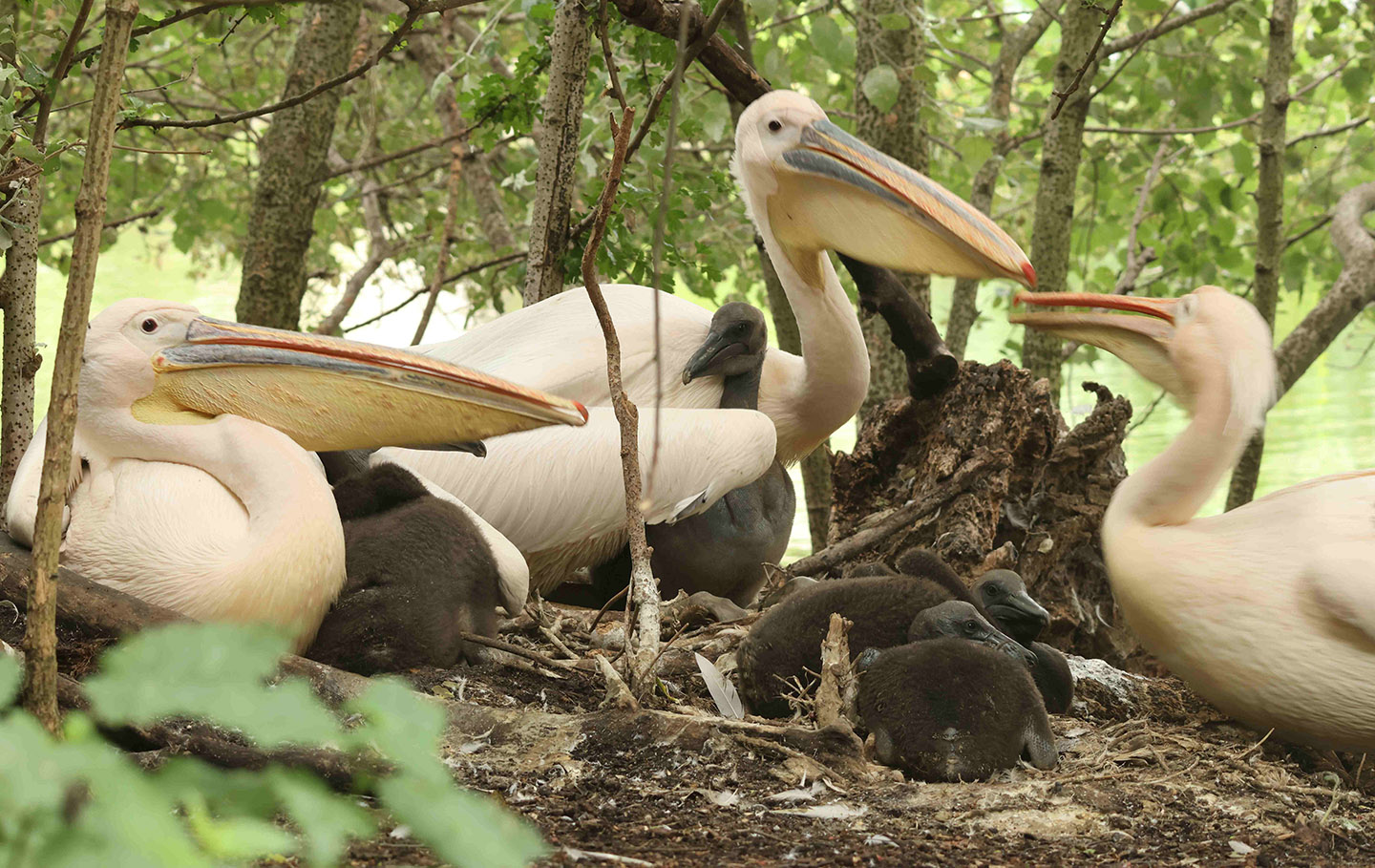 Pelicans and chicks