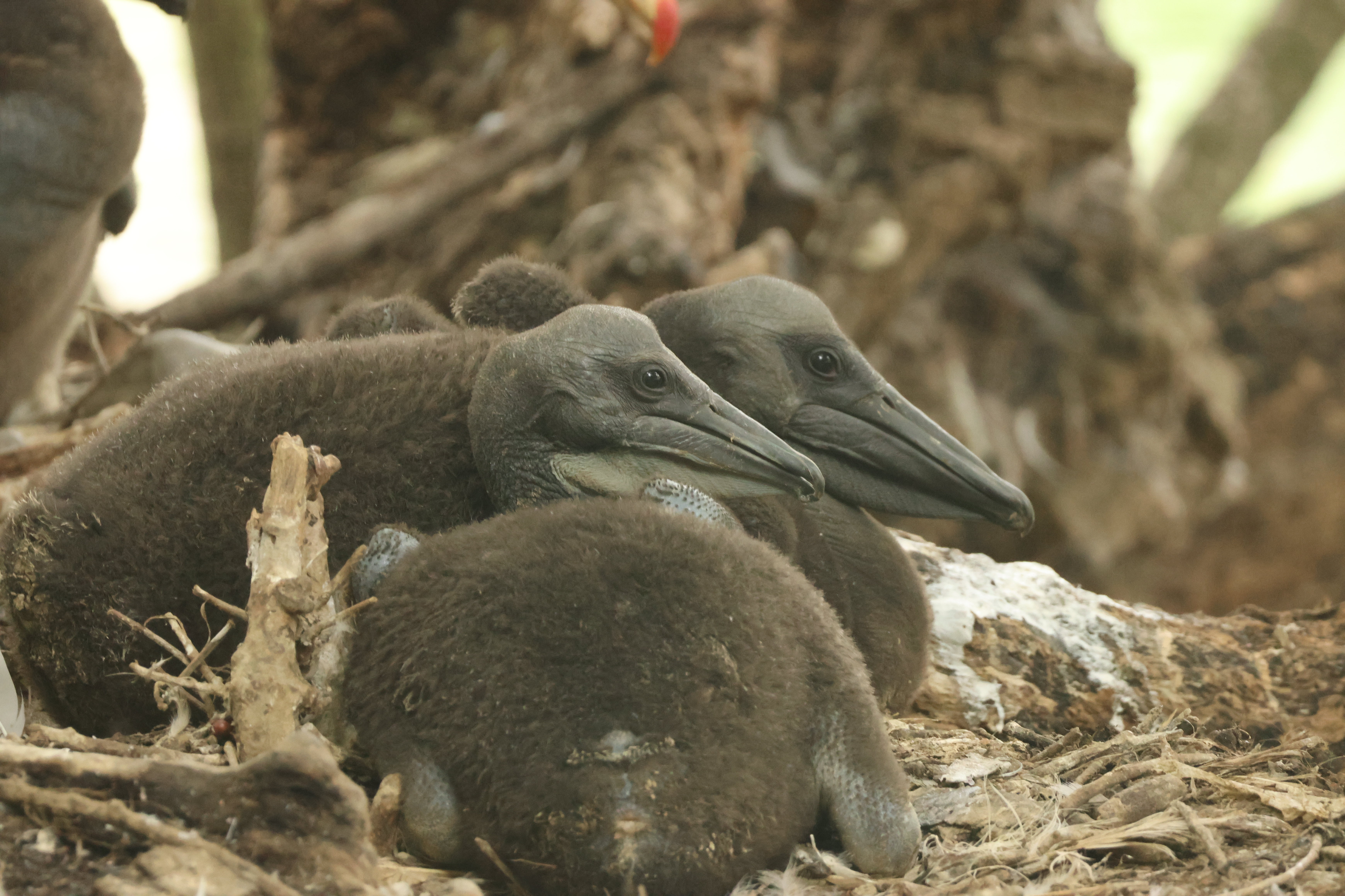 Nesting pelican chicks