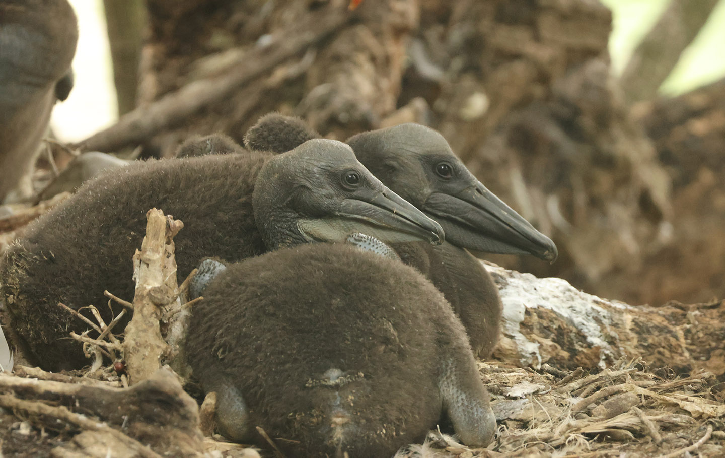 Close-up of pelican chicks