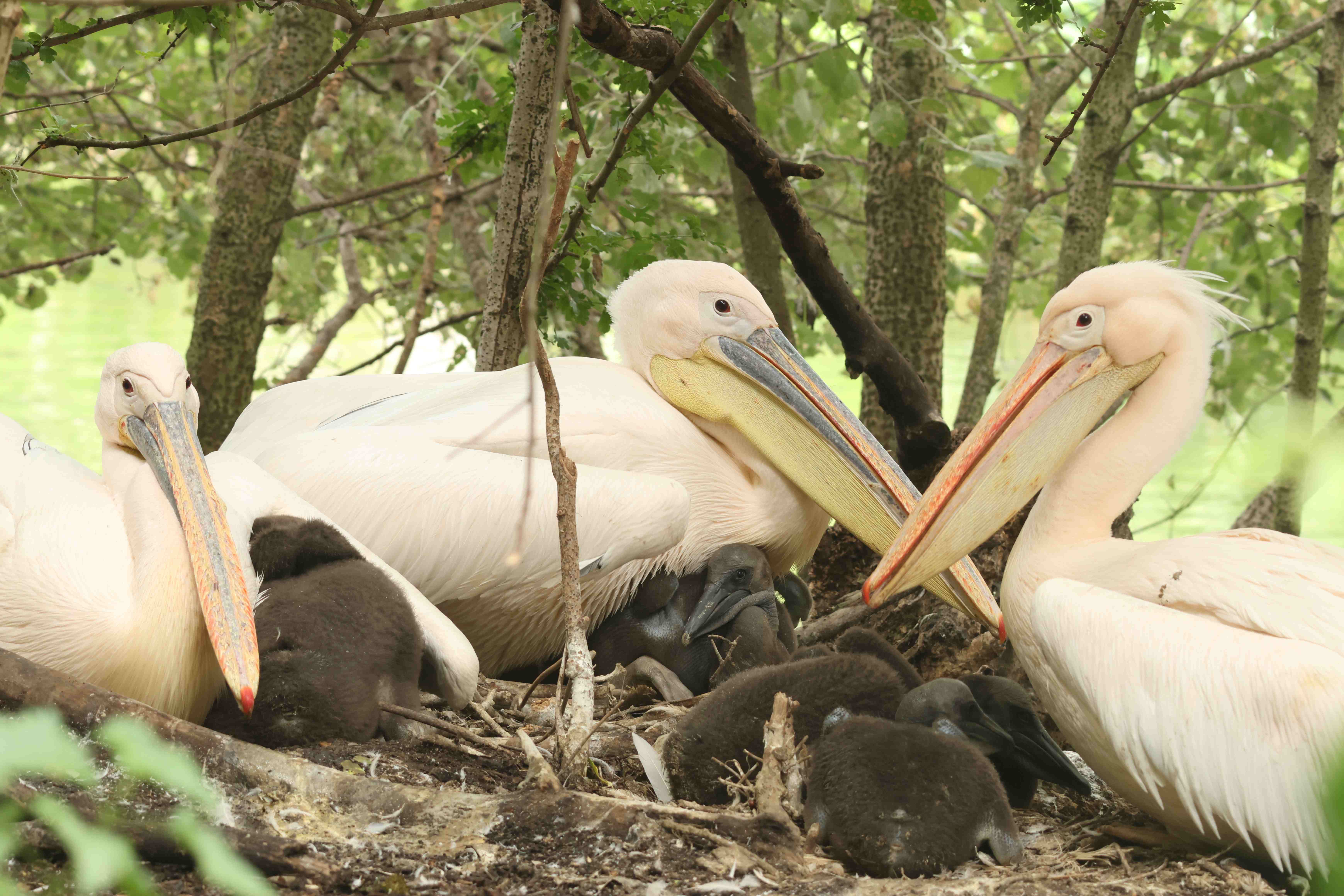 Pelicans nesting with their chicks