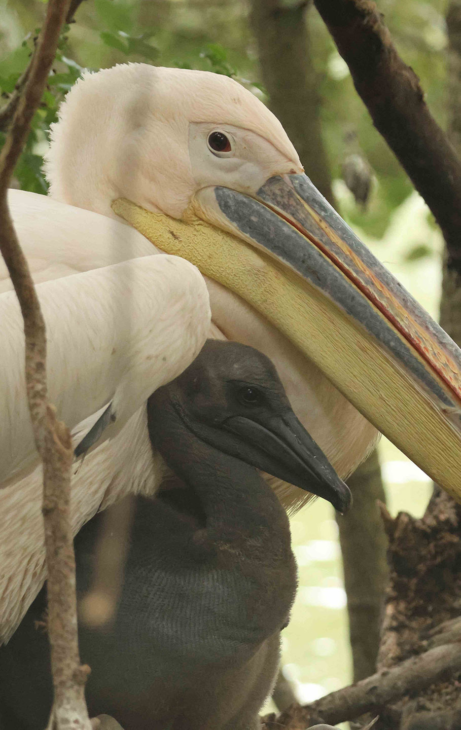 Pelican and chick