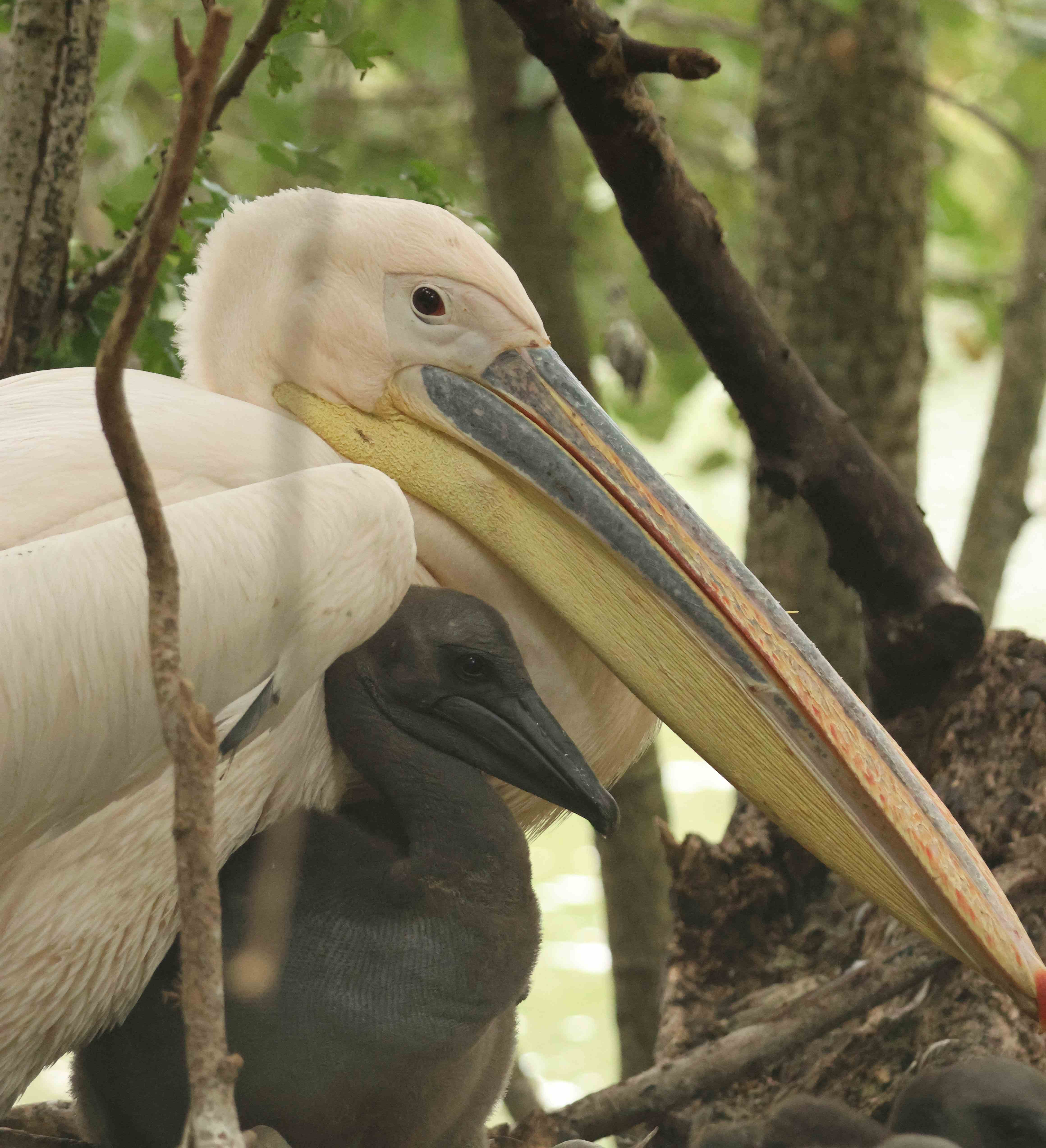 Pelican nesting with a single chick