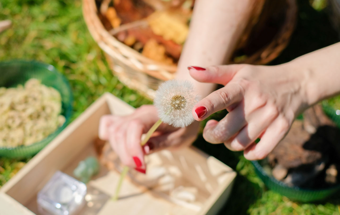 Hands with red polished nails holding a dandelion clock