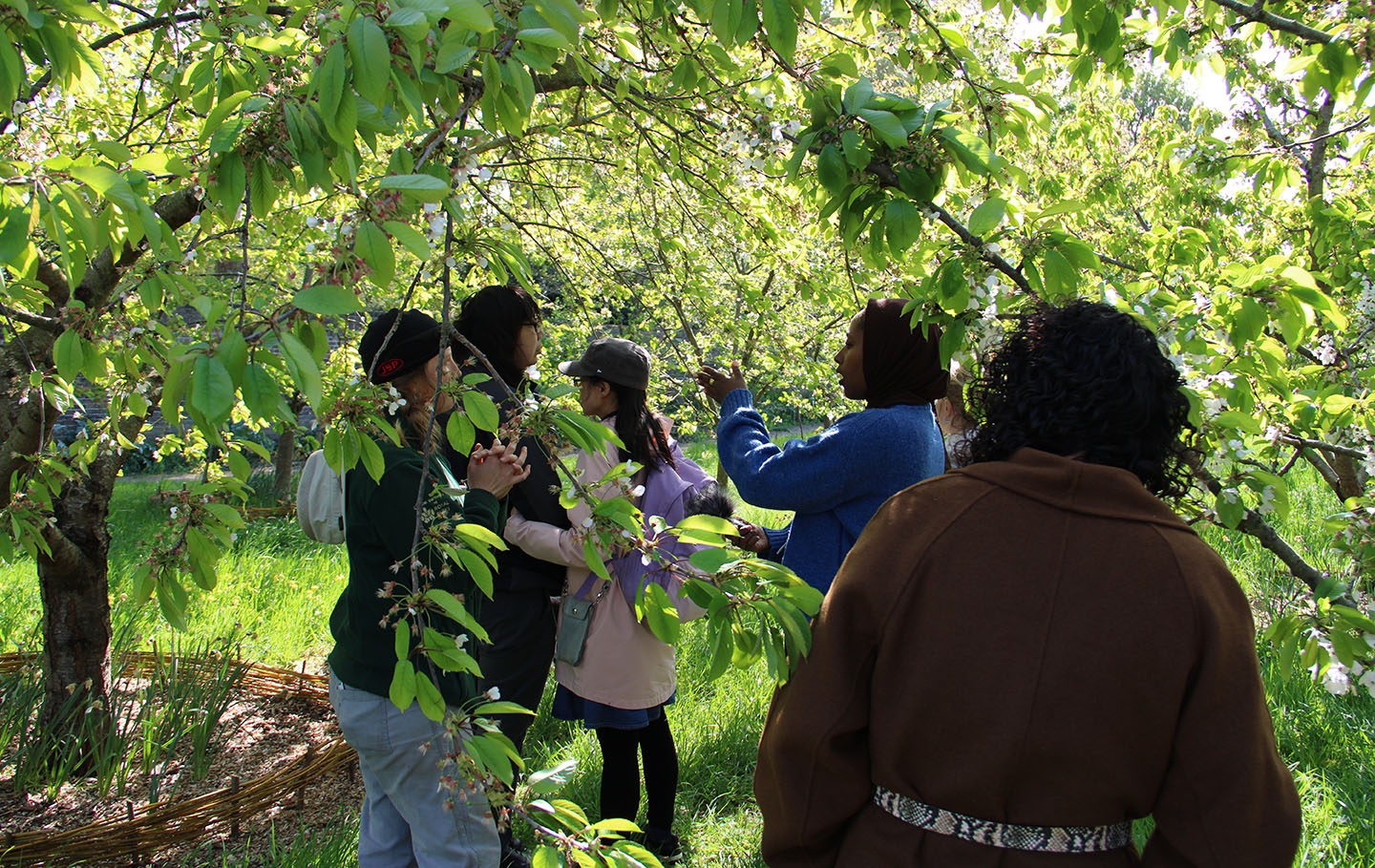 Group of people smelling and touching a park tree