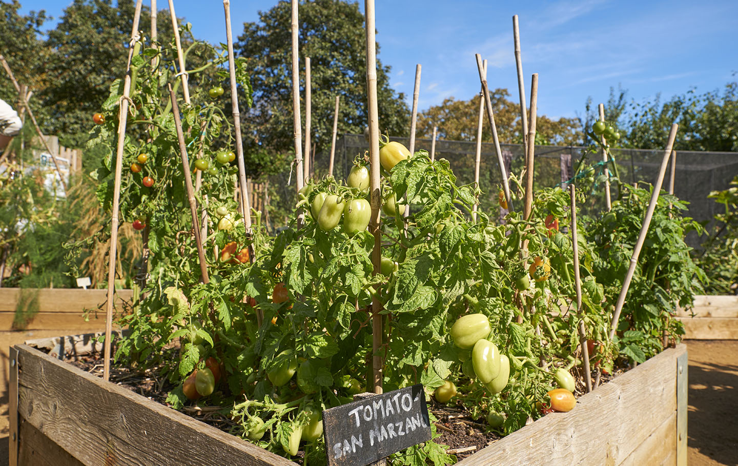 Tomato plants in the allotment