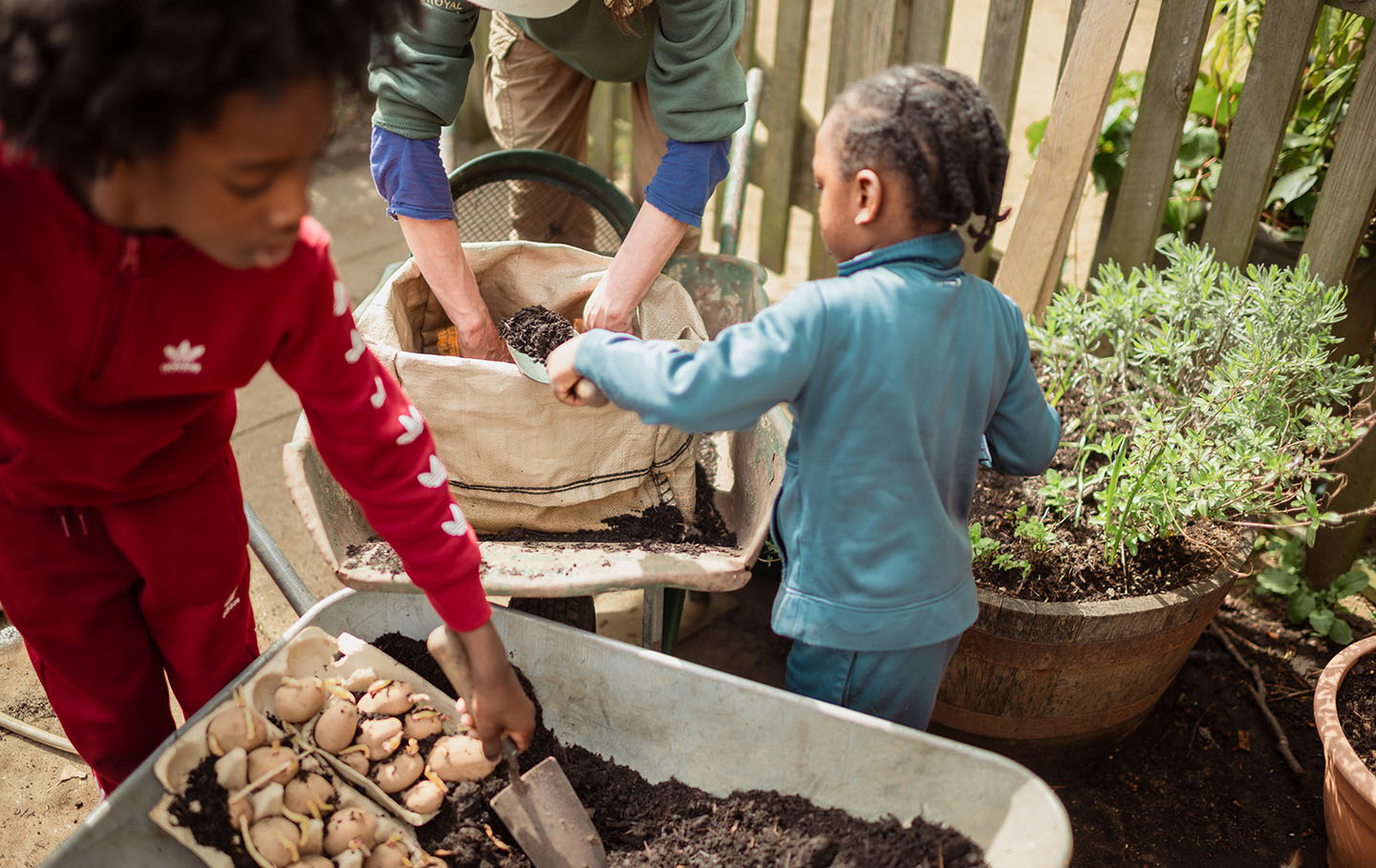 Youngsters digging for potatoes in the allotment